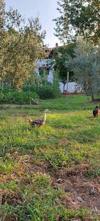 Diamond Farm Villa Kalá Nerá Kültér fotó
